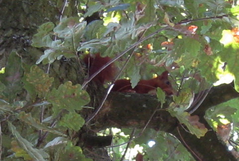 Un écureuil sur une branche d'arbre